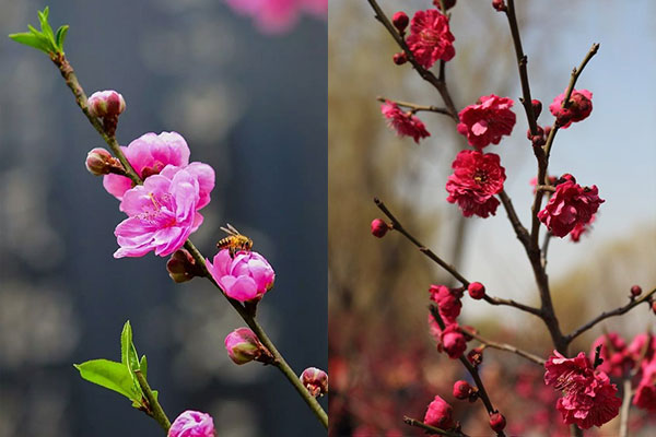 桃花与梅花怎么分别图文讲解2种花的区别