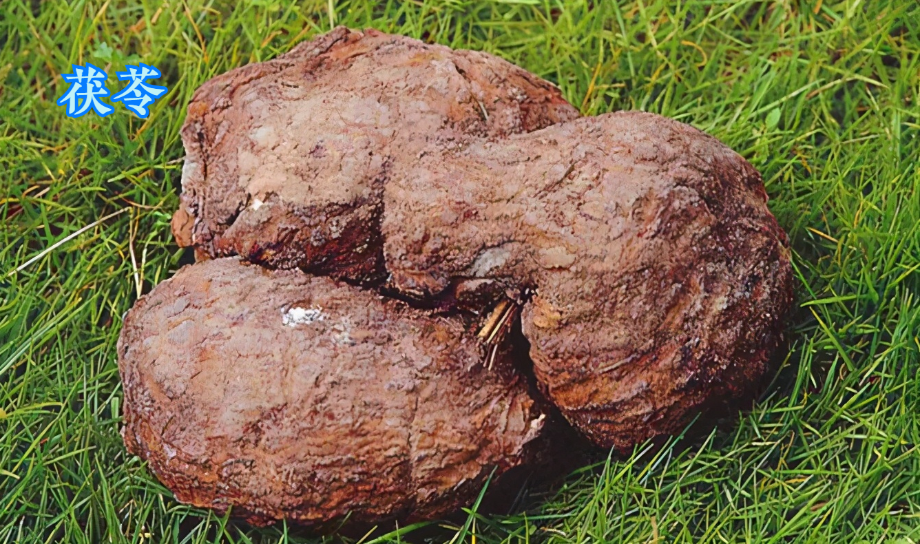 茯苓皮的功效与作用 茯苓皮的功效与作用与主治