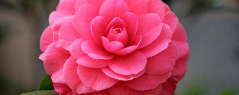 山茶花什么时候开 山茶花可以开几季