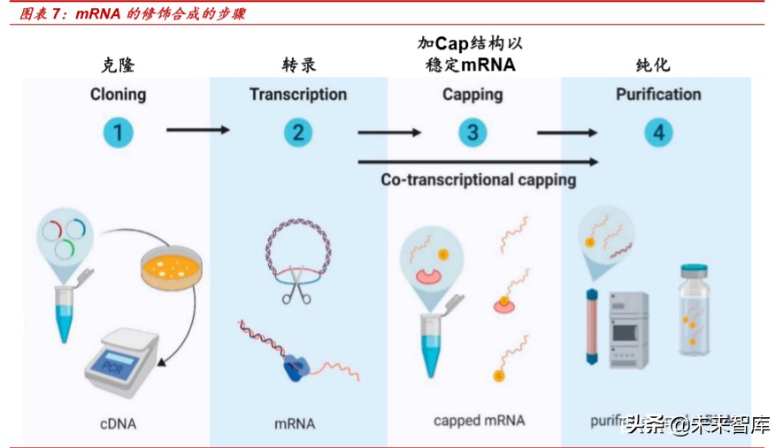 新冠病毒疫苗专题报告：mRNA疫苗究竟是“何方神圣”？