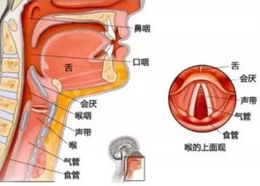 虽然我们总习惯将咽喉放到一起说,但其实它们是不同的两个结构.