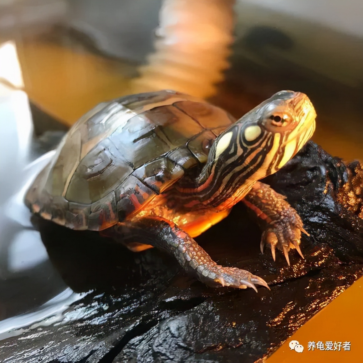 乌龟什么时候冬眠 龟冬眠的前兆