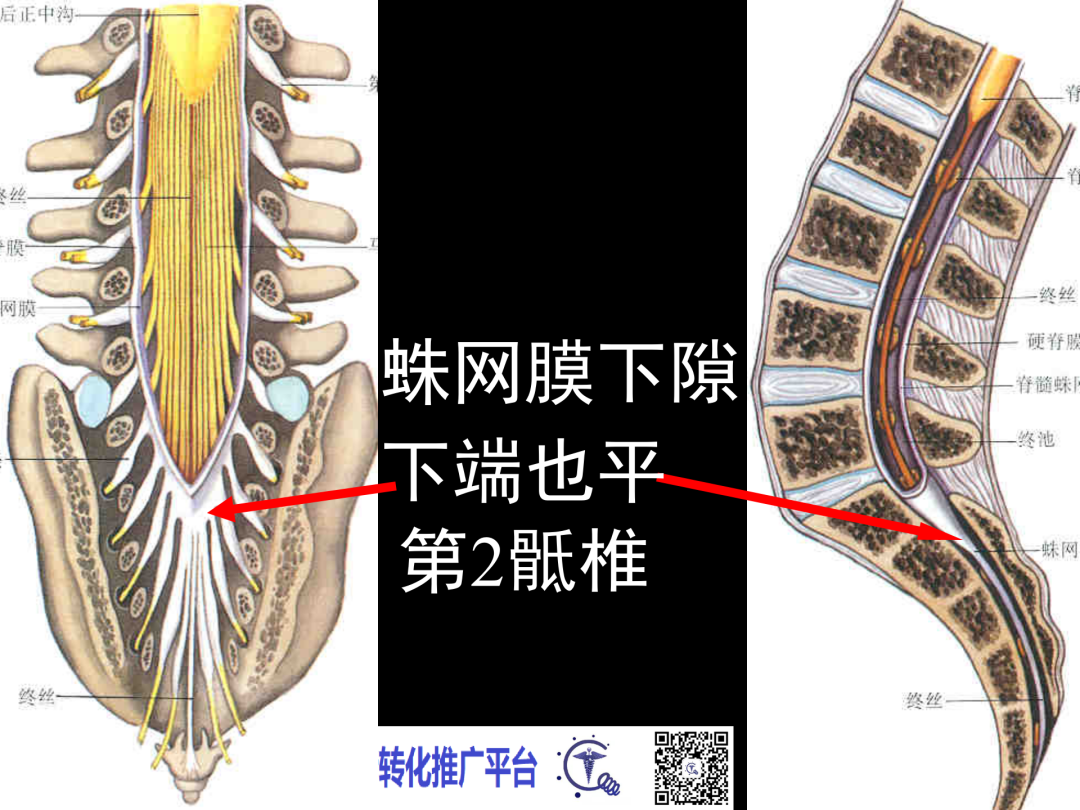 腰麻穿刺层次图腰麻穿刺层次图解剖