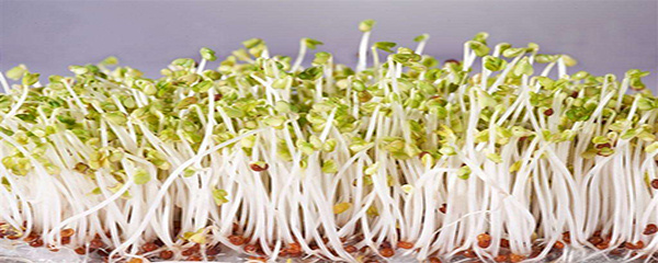 黄豆芽的生长过程 绿豆发芽1-7天过程