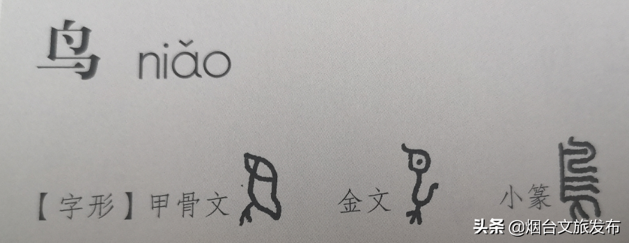 鸟的甲骨文鸟的甲骨文图片
