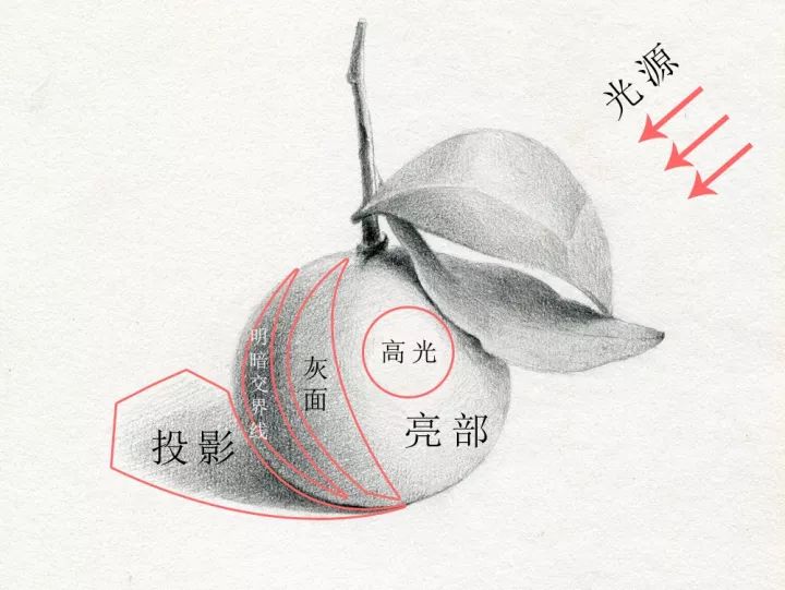 受光面,背光面,反光面;五调子是指亮面,灰面,明暗交界线,暗面,反光(p1