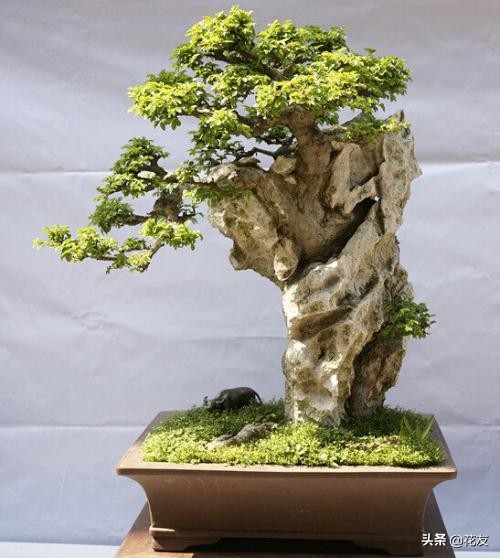 榆树盆景附石攻略,造型diy,依树形,树势,顺势而为成盆景