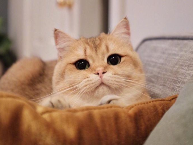 怎么确定猫认主人了 猫跟谁睡就跟谁亲吗