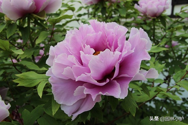 花中皇后是什么花 花中西施是指哪种花