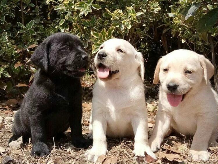 拉布拉多幼犬价格拉布拉多幼犬泪痕严重怎么办