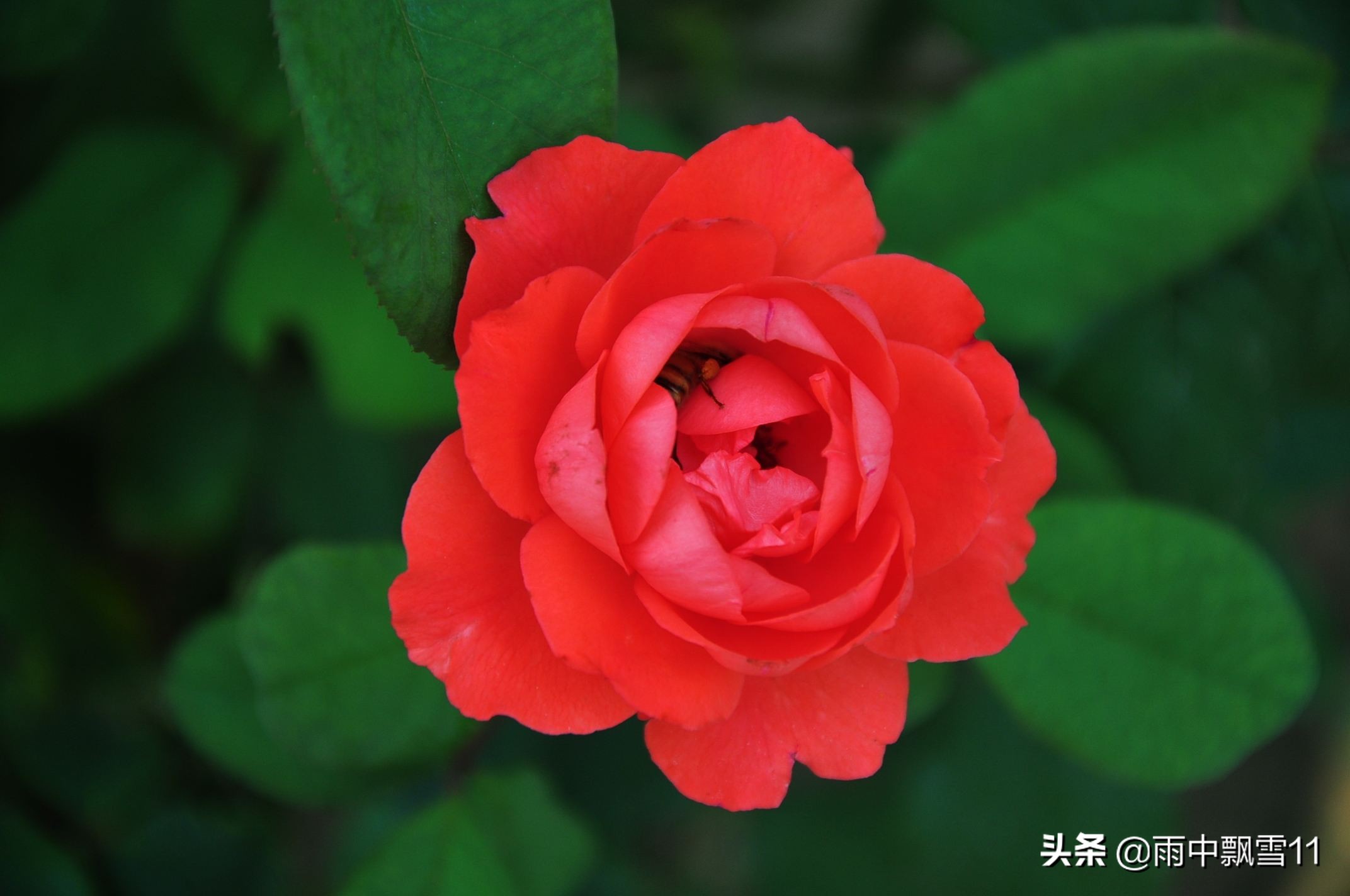 月季花的养殖方法 盆栽兰花养殖方法