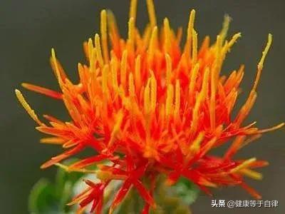 藏红花的功效与作用 洛神花的功效与作用