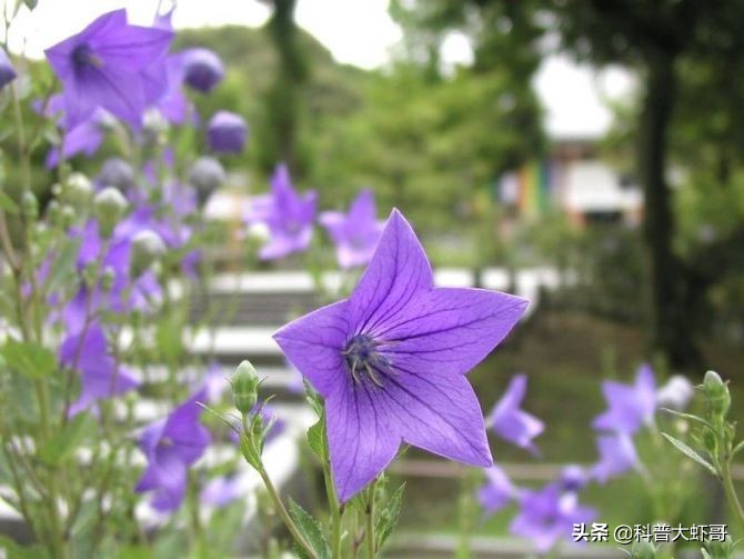 白玫瑰的花语是什么 白玫瑰适合送女朋友吗