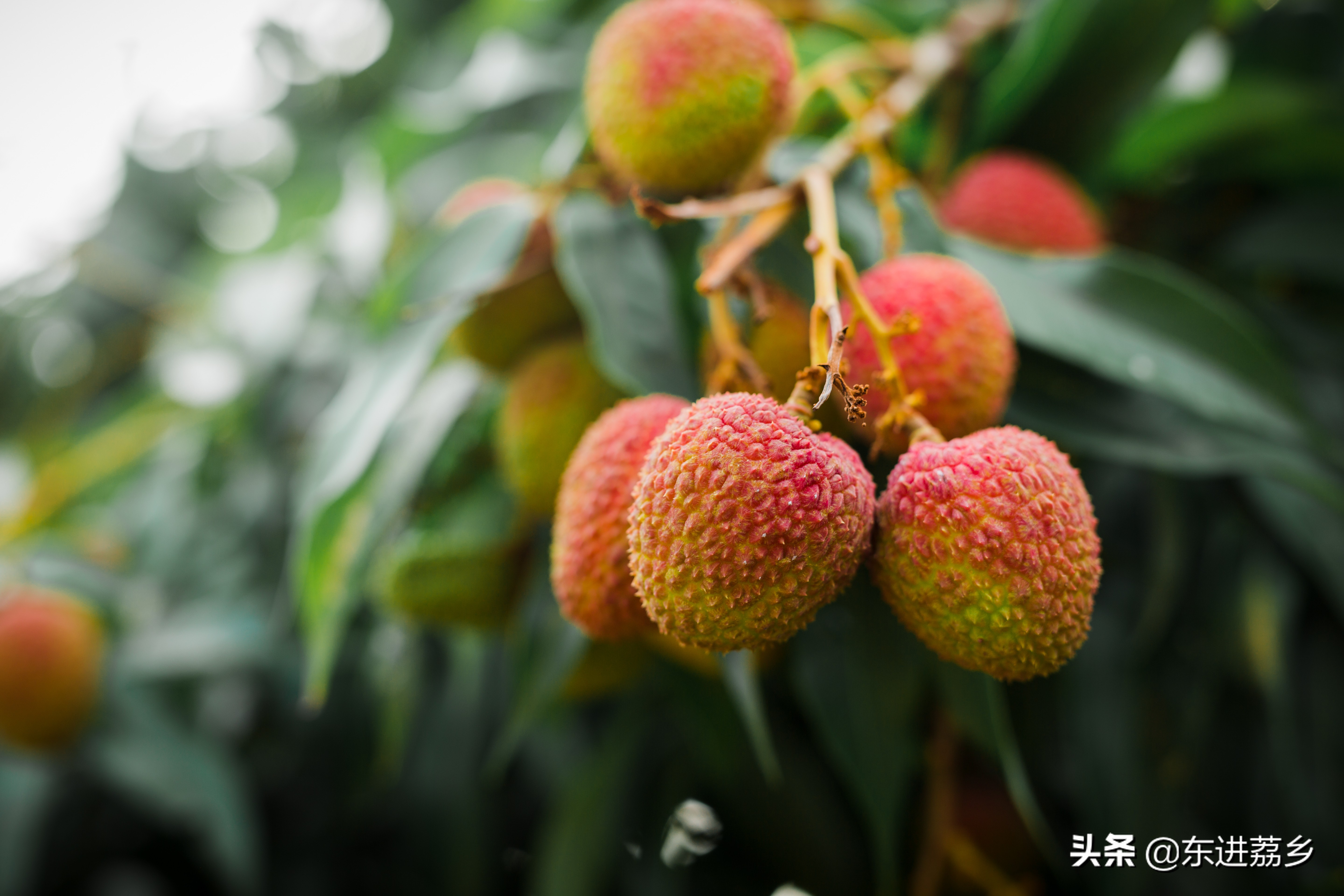 一骑红尘妃子笑 一骑绝尘读音改了