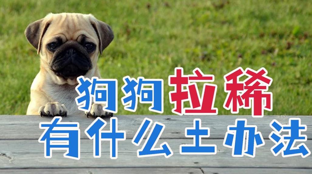 小狗拉肚子怎么办 狗狗拉稀便血