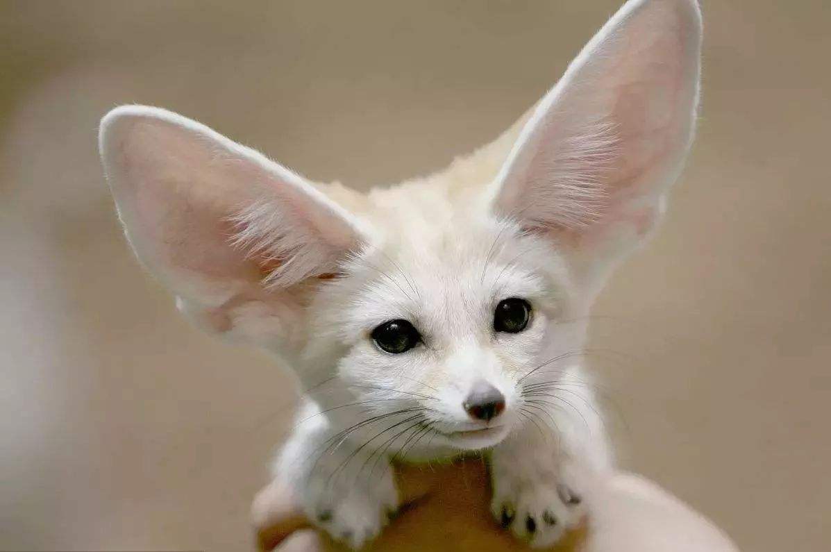 动物耳朵的特殊作用(知识科普动物耳朵的作用)