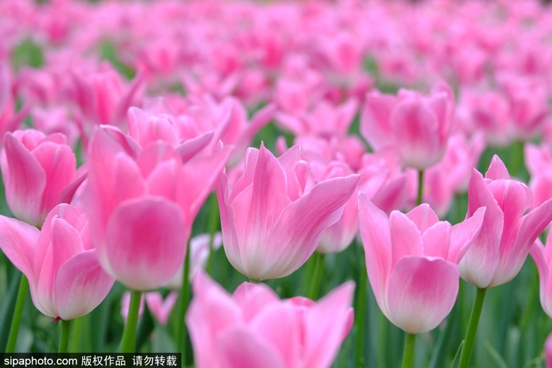 郁金香开花时间 新疆郁金香开花时间