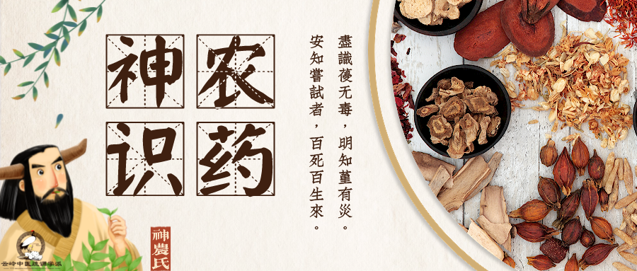 莲子心的功效与作用 三种人不能喝莲子心