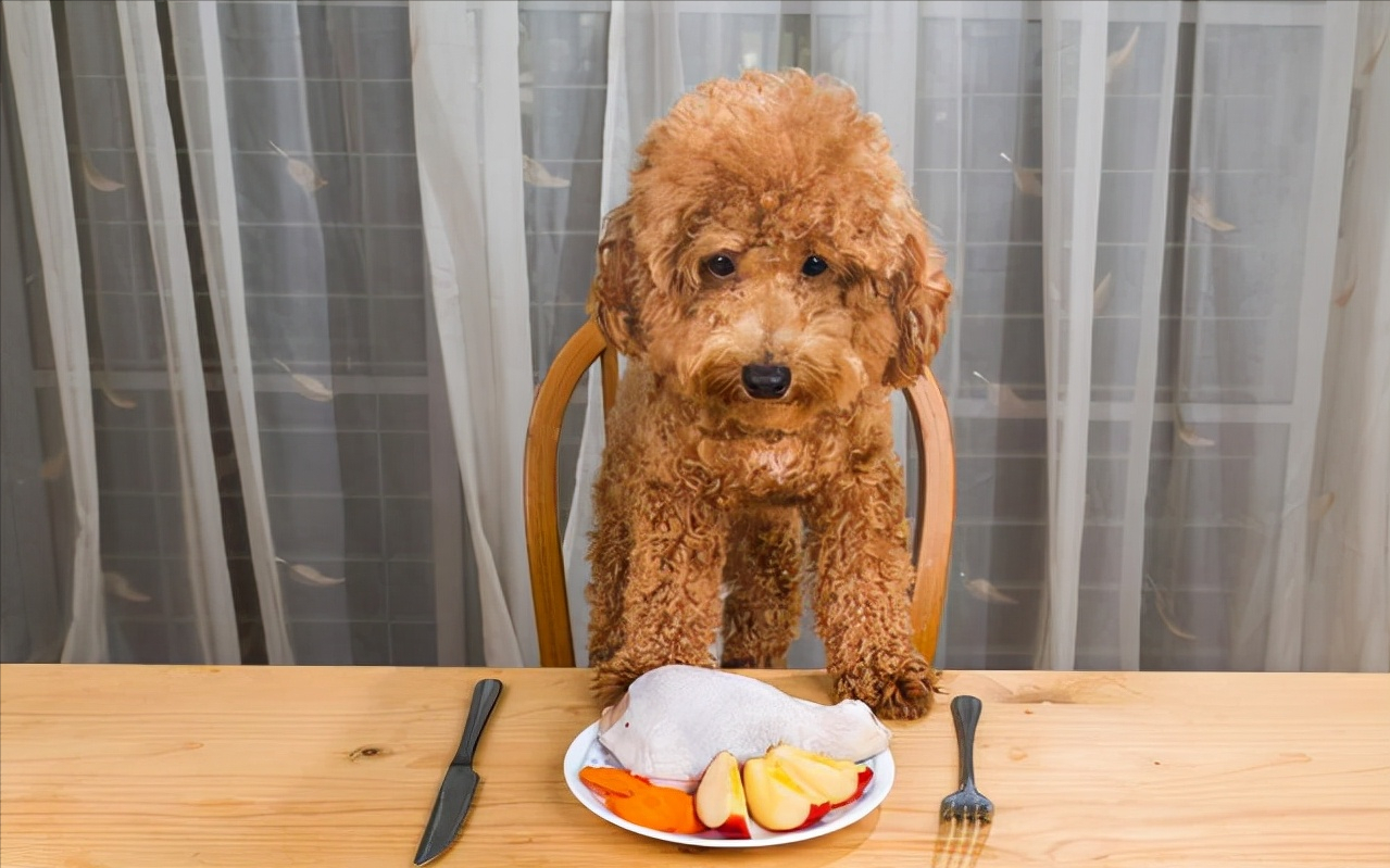 泰迪犬饮食清单,能吃的和不能吃的食物,都在这里了
