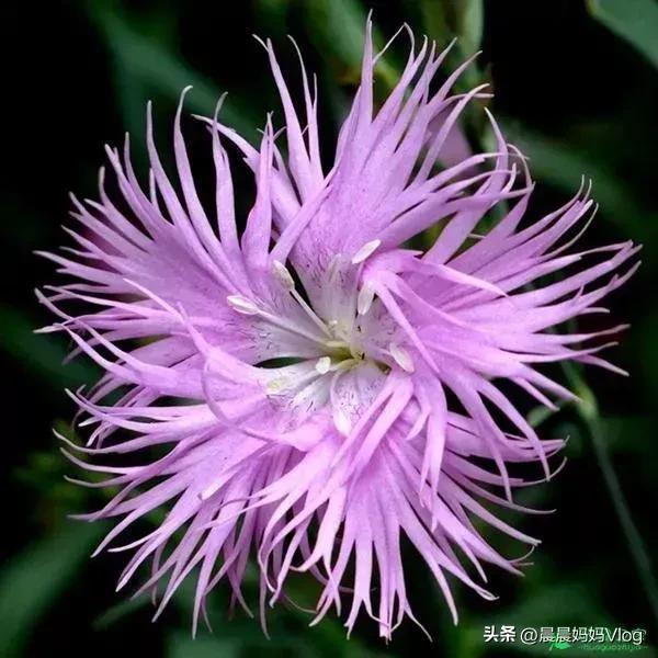 花的图片大全大图 花景图片