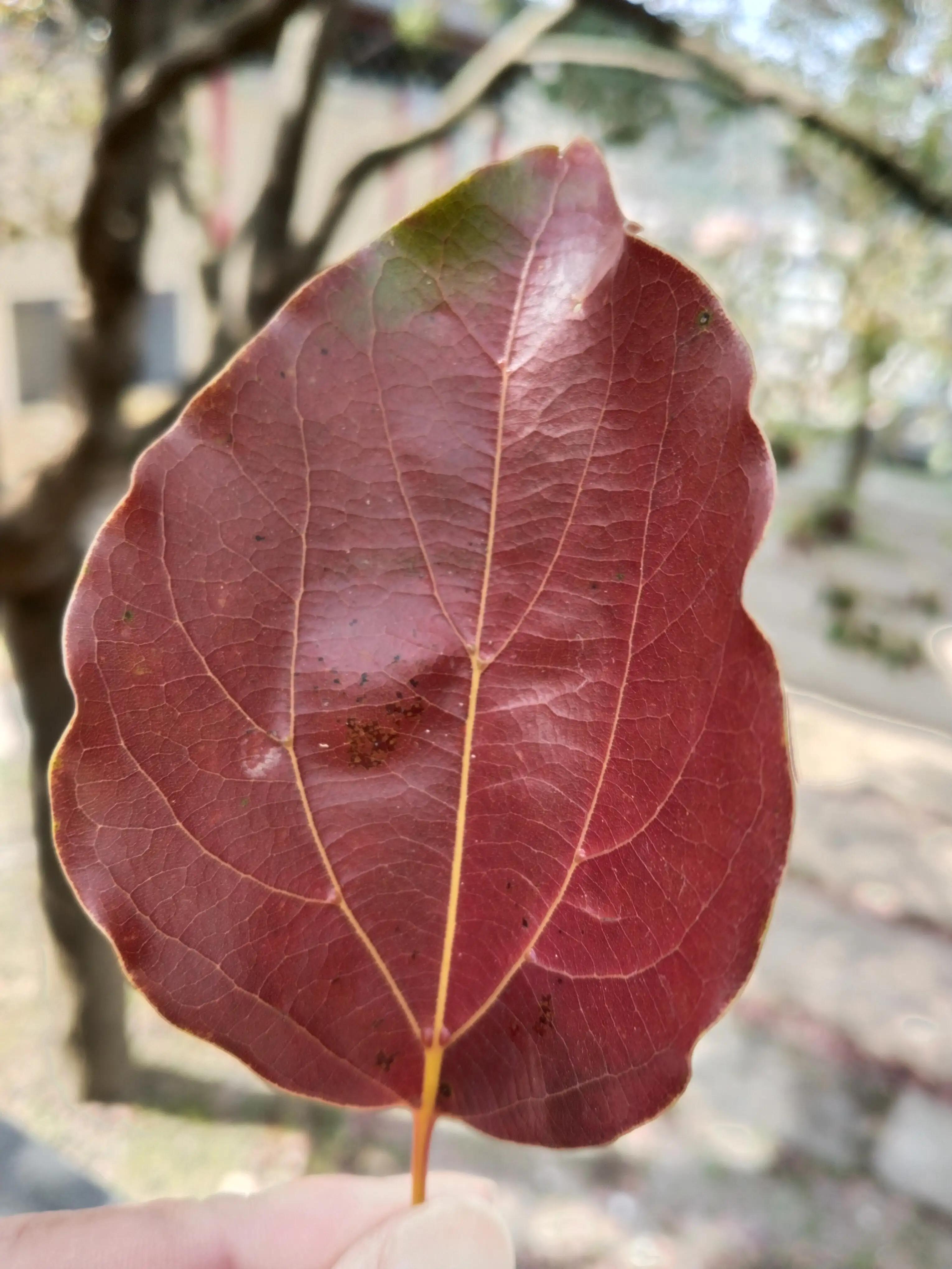 地藏菩萨心咒 地藏心咒正确读法