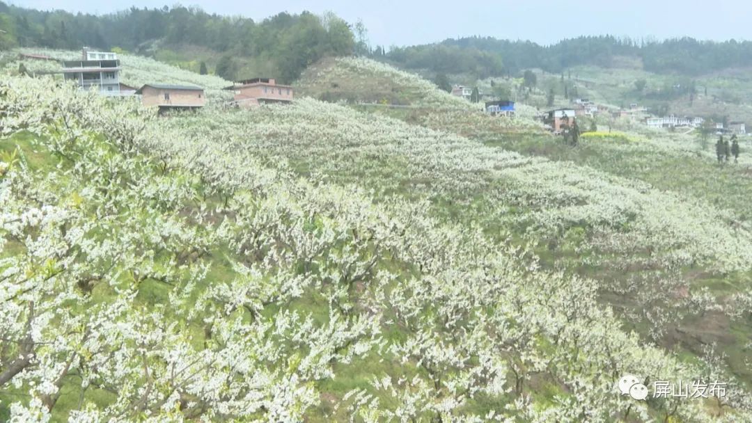 人物田玉英一花独放不是春