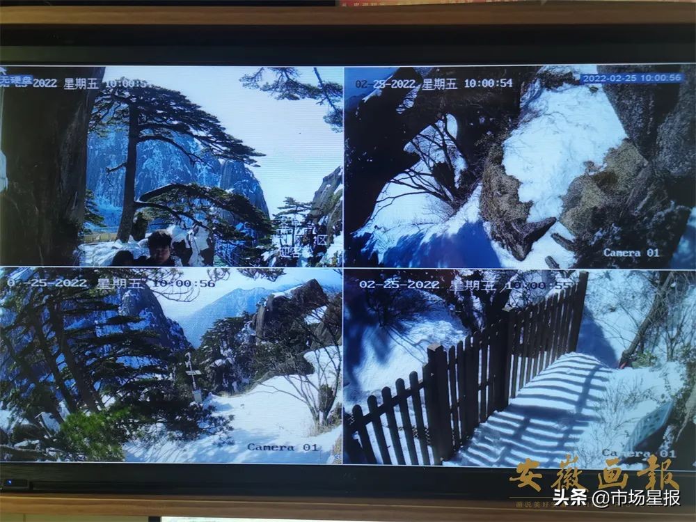 人物访谈 | 第19任黄山迎客松守松人胡晓春:他和他的树