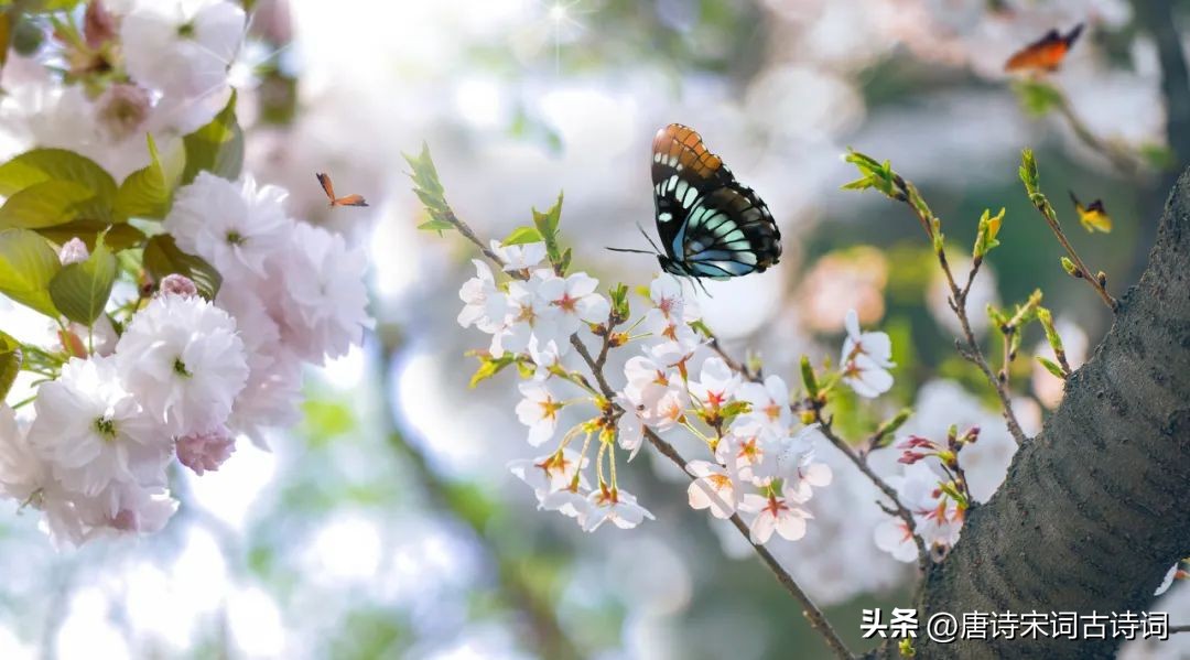 二月春风似剪刀的全诗 三月春风暖人心的全诗