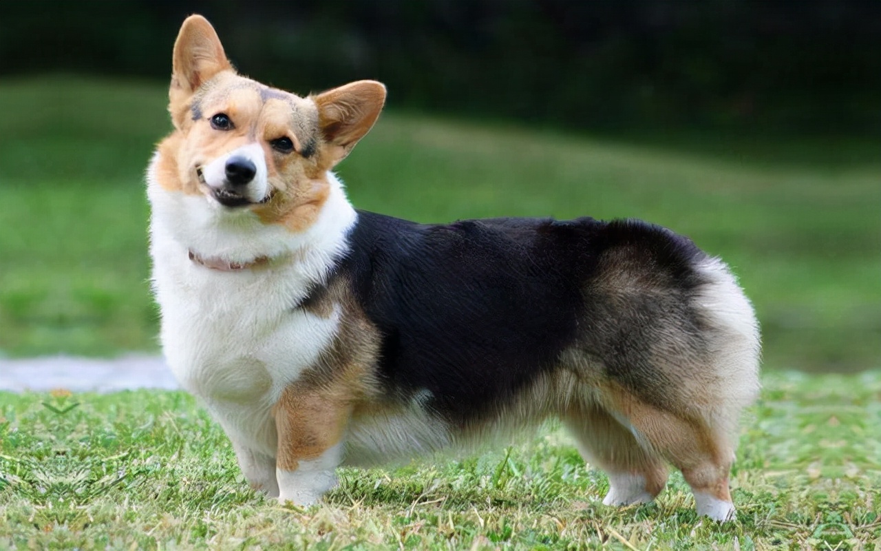 纯种柯基犬价格多少钱一只柯基犬