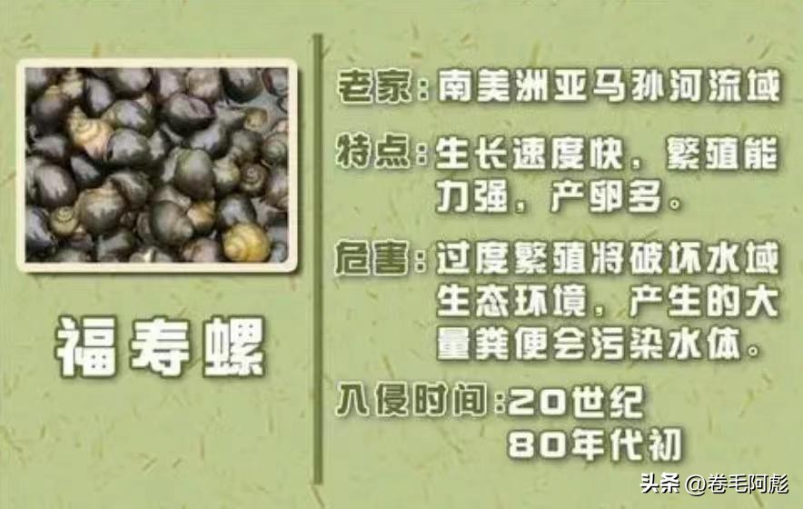 世界上最大的老鼠有多大（世界上最大的老鼠长多少米）