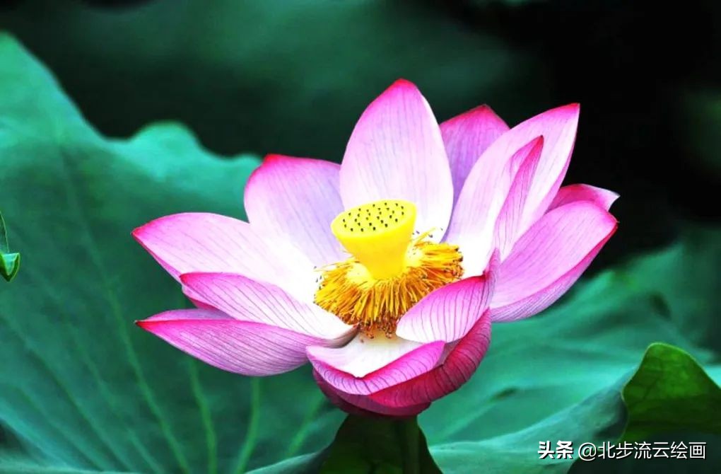 荷花简笔画图片 荷花简笔画图片大全