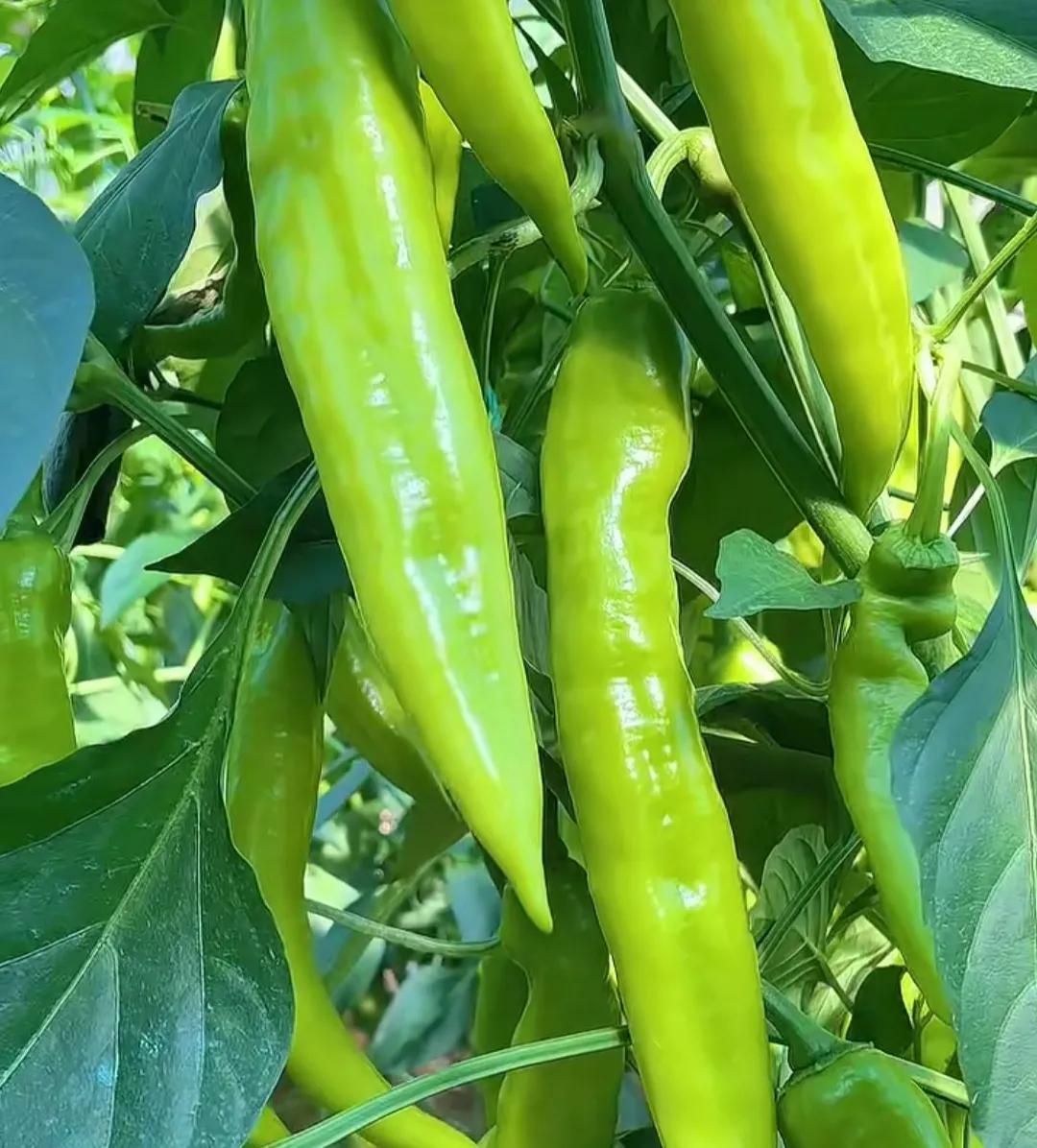 土霉素片的功效与作用 土霉素多久吃一次