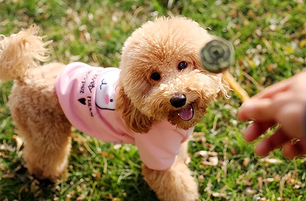 泰迪狗多少钱一只 泰迪犬图片