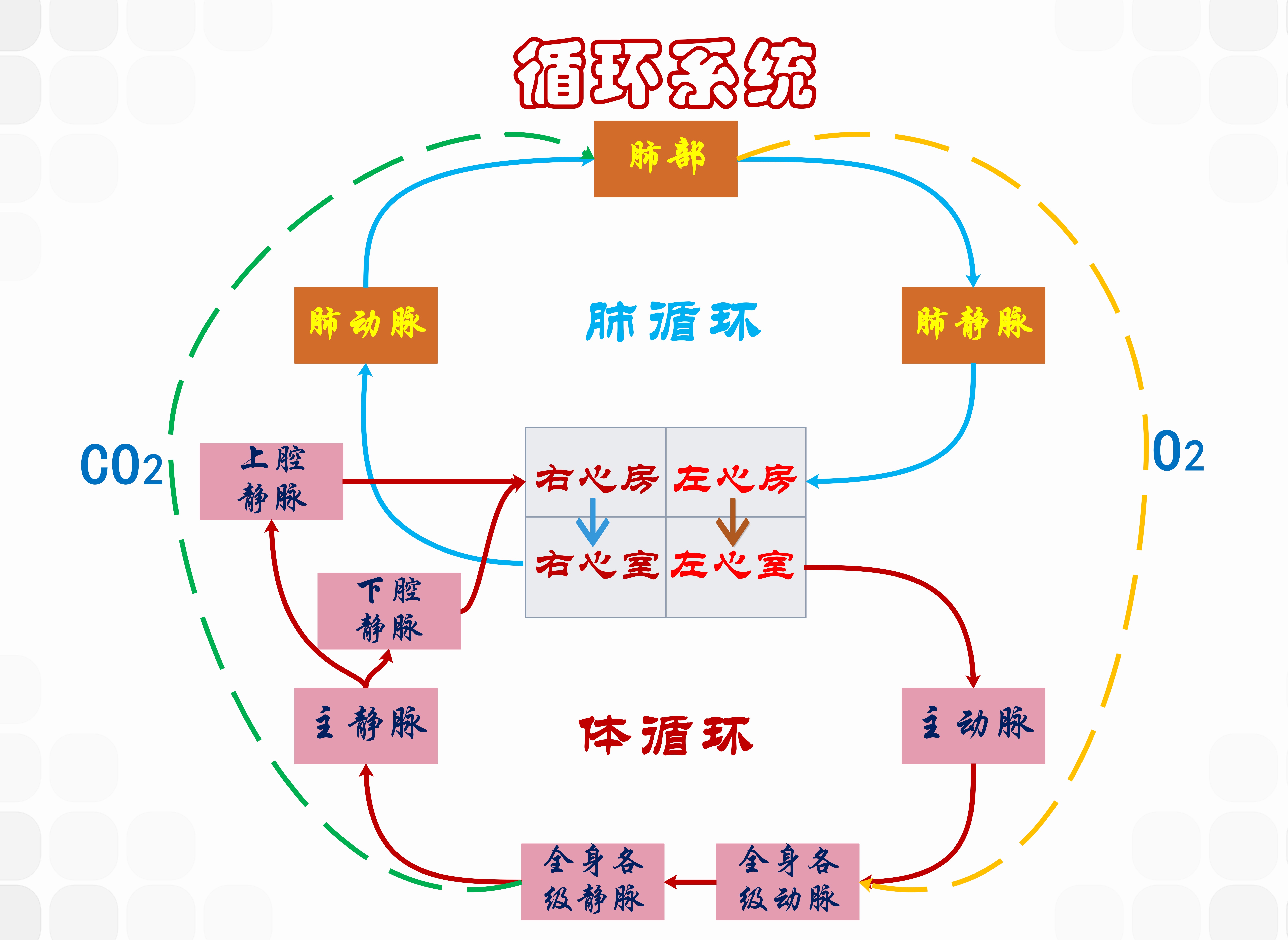 人体十大系统的思维导图人体全部系统