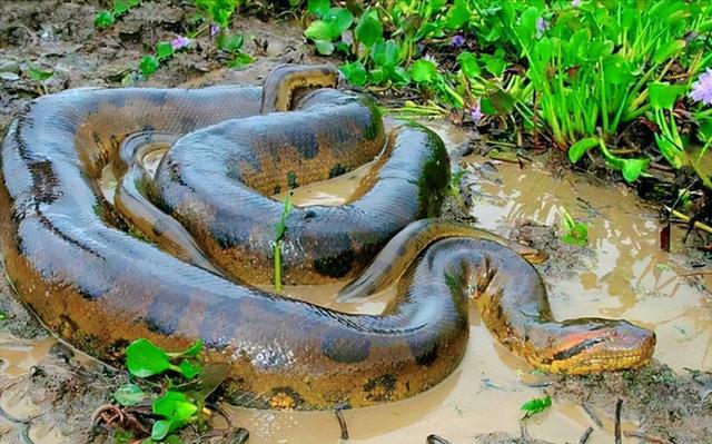 世界上最大的蛇排行亚马逊森蚺现今第一