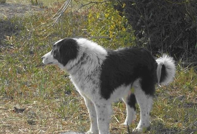 5,哈萨克牧羊犬虎斑犬不仅是非常优秀的的猎犬,同时也是一种猛犬,从