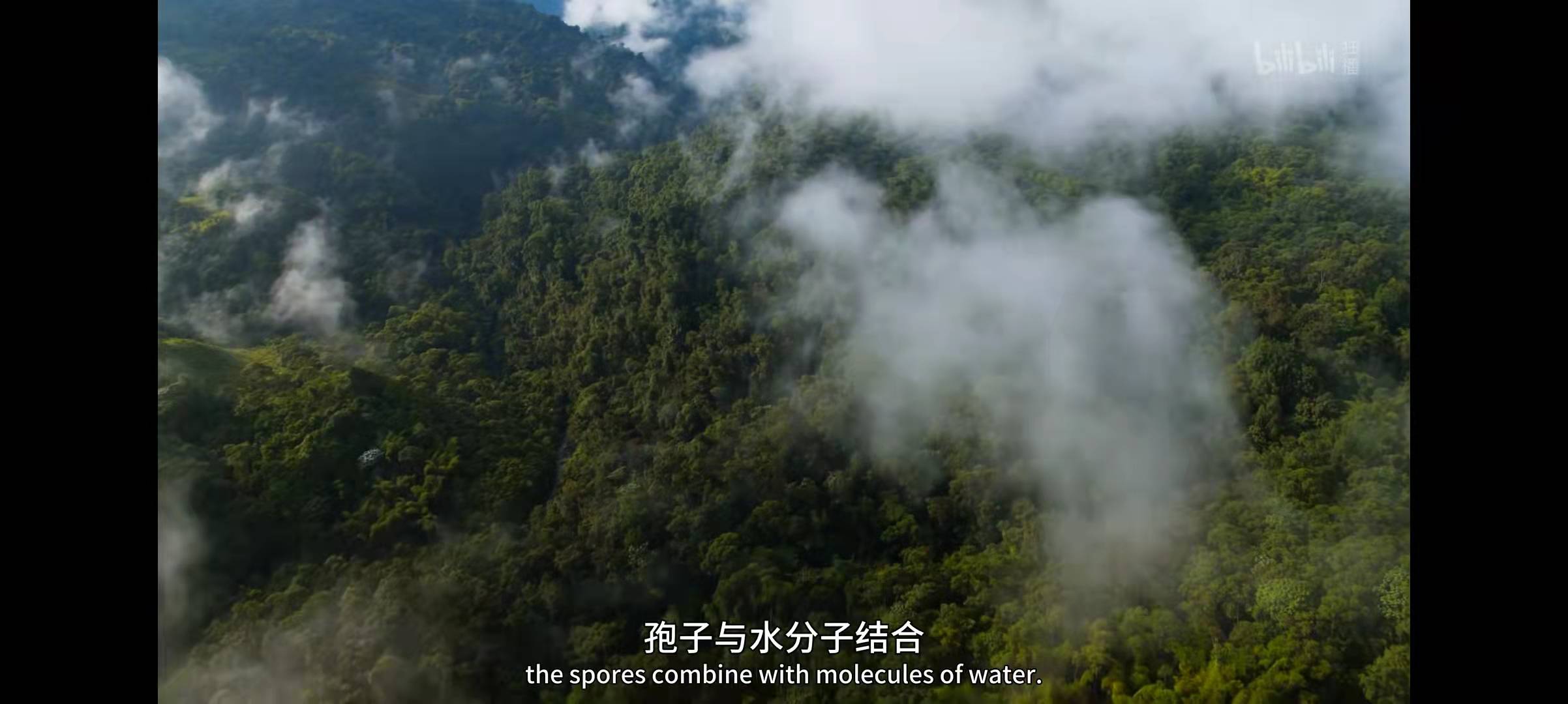 记载片保举——《绿色星球》第一集：雨林天下