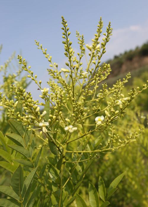 槐米的功效与作用 槐米的功效与作用泡茶