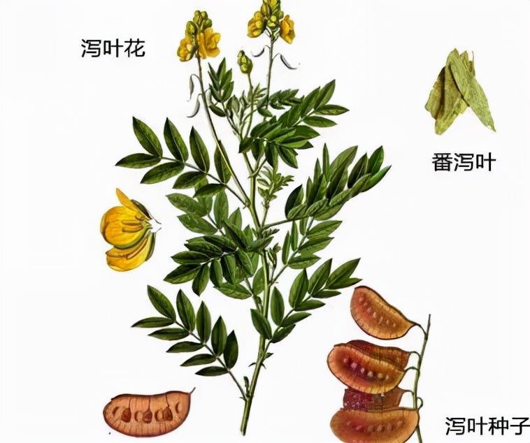 番泻叶的功效与作用 番泻叶多久喝一次