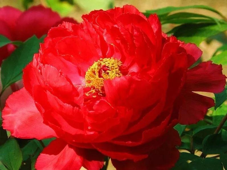 牡丹花图片大全大图(100种牡丹花钩法)