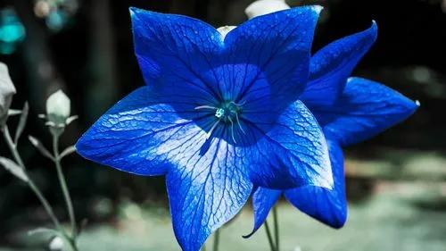 桔梗花的花语 桔梗花的花语和图片