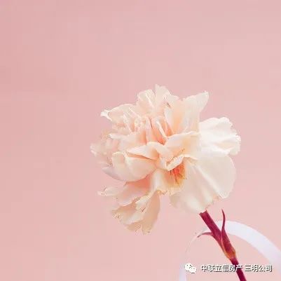 M88女神节 以鲜花开篇，用服务结尾