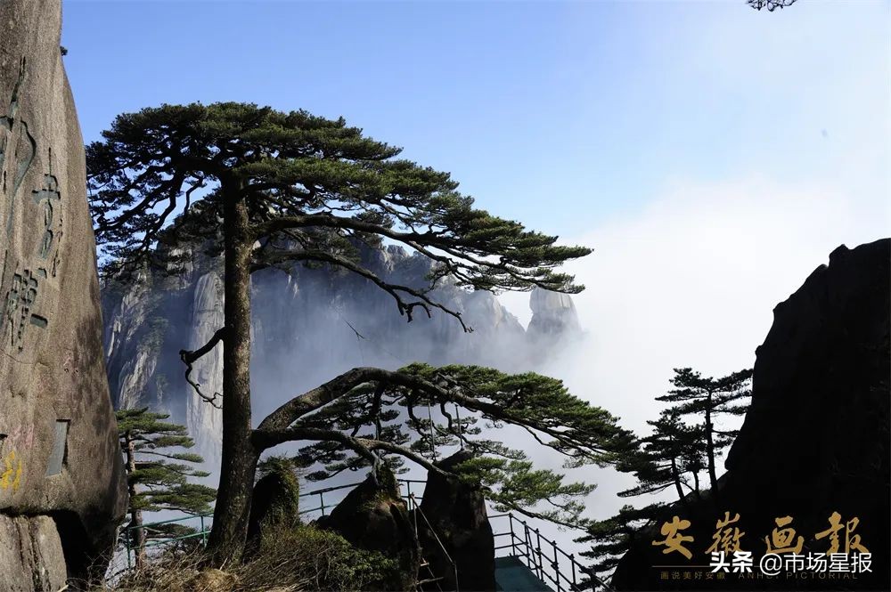 人物访谈 | 第19任黄山迎客松守松人胡晓春:他和他的树