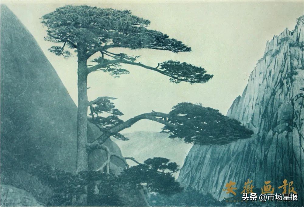 人物访谈 | 第19任黄山迎客松守松人胡晓春:他和他的树