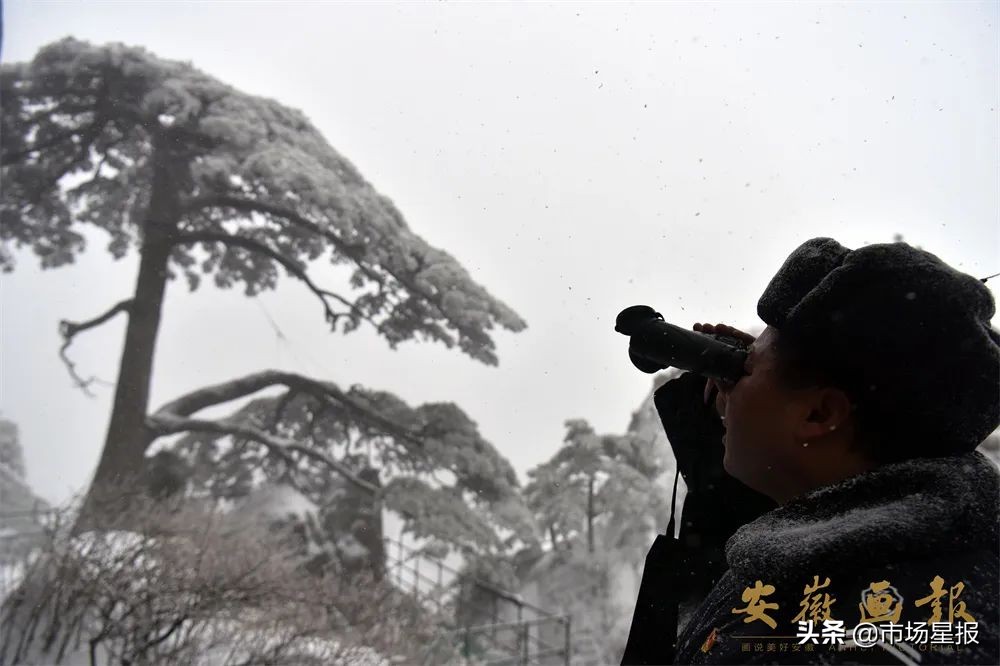 人物访谈 | 第19任黄山迎客松守松人胡晓春:他和他的树