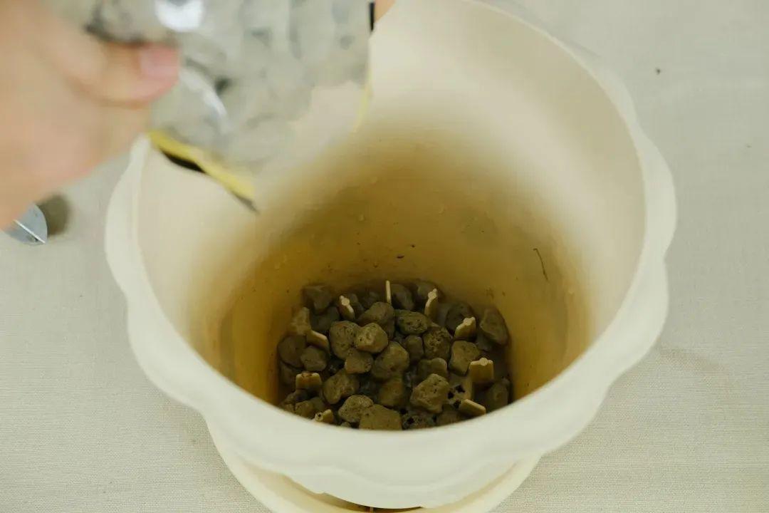 使用园土的时候要混入沙子,确保滴水的同时,在盆底铺上腐熟的羊粪肥料