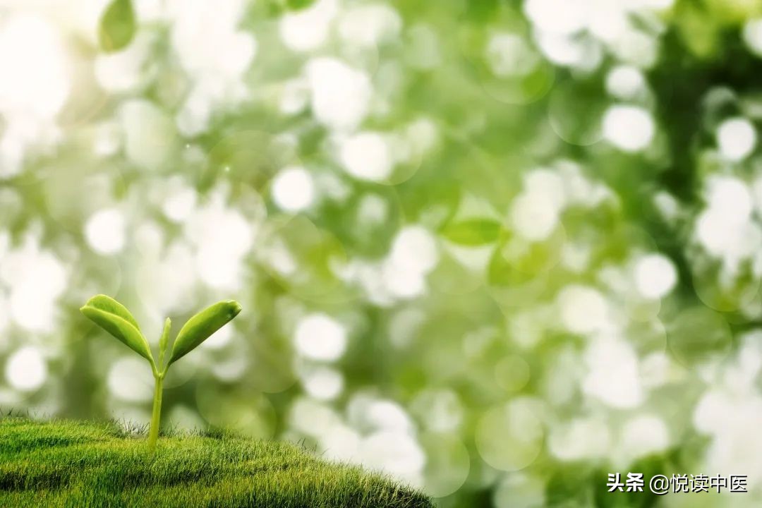 宣肺止嗽合剂 风寒是宣肺还是清肺
