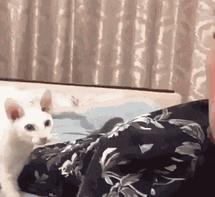 公猫好还是母猫好 女生养公猫好还是母猫好