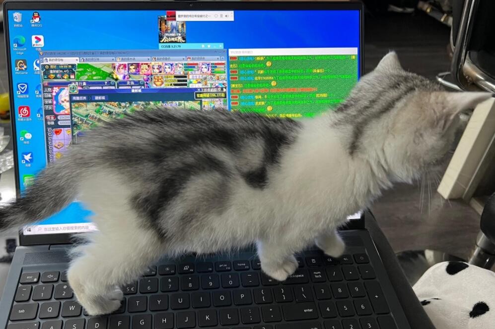 梦幻西游：有喵主子的五开不用追求效率，活动时猫主子经常来捣乱