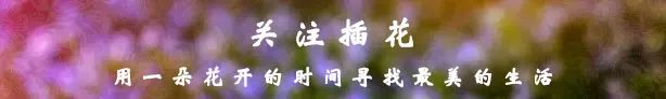 多肉植物品种 绿萝图片